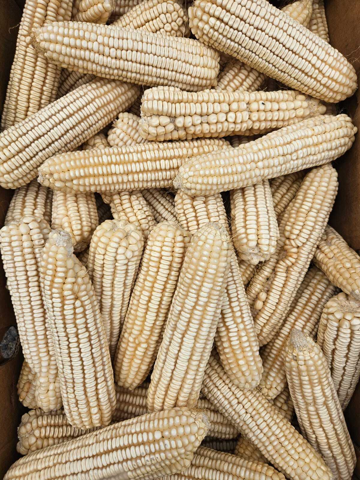 maize