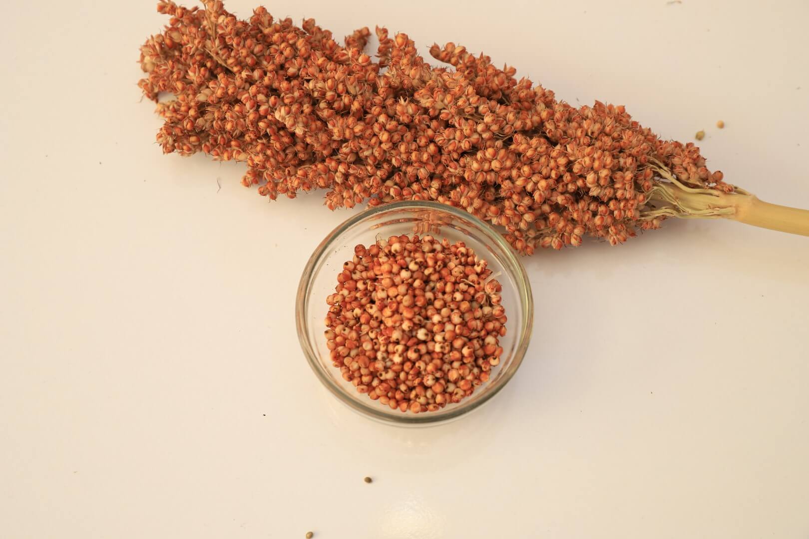 sorghum