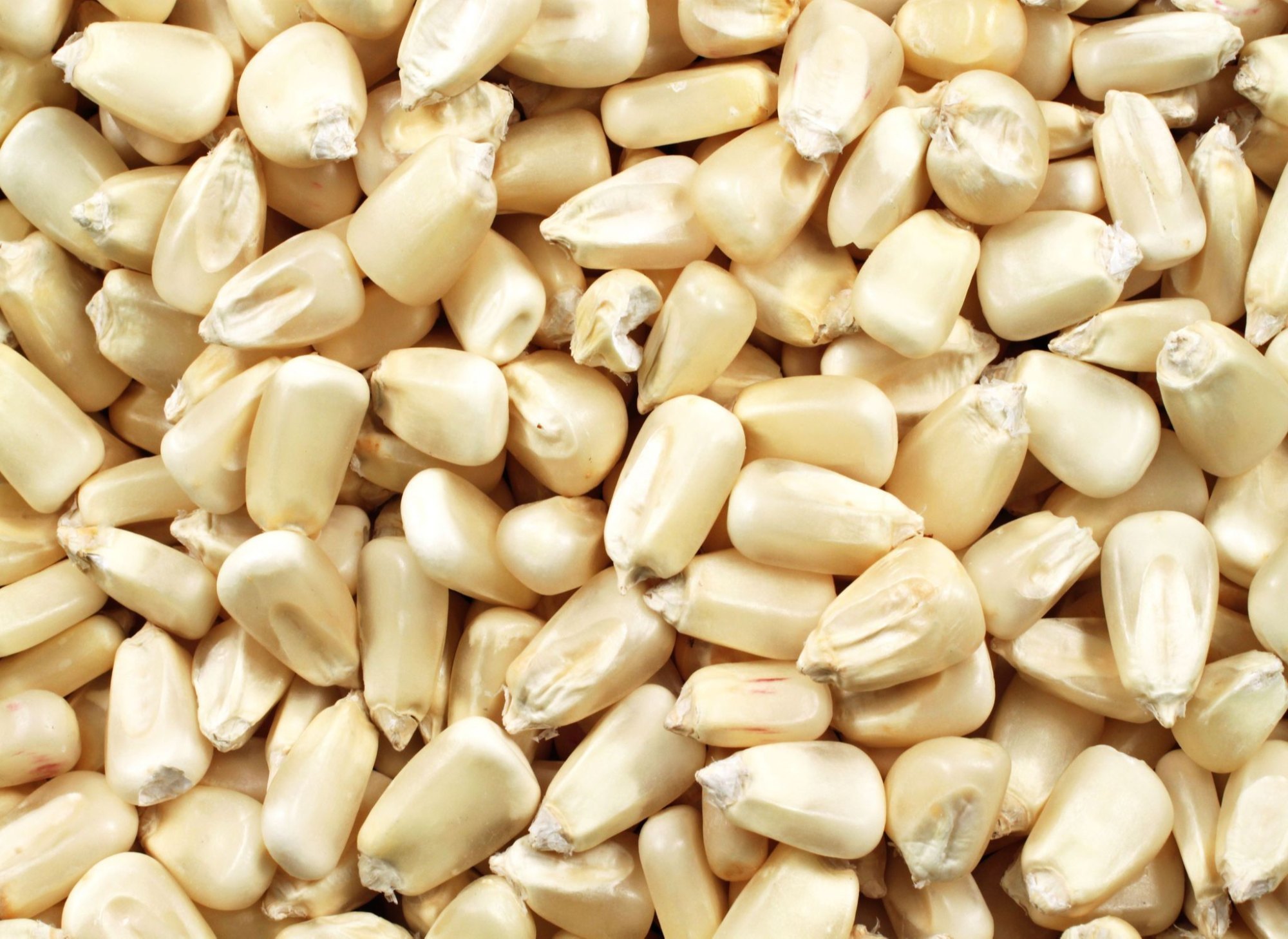 maize