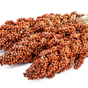 sorghum