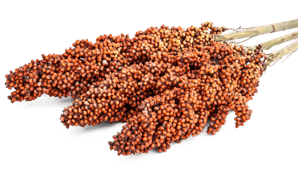 sorghum
